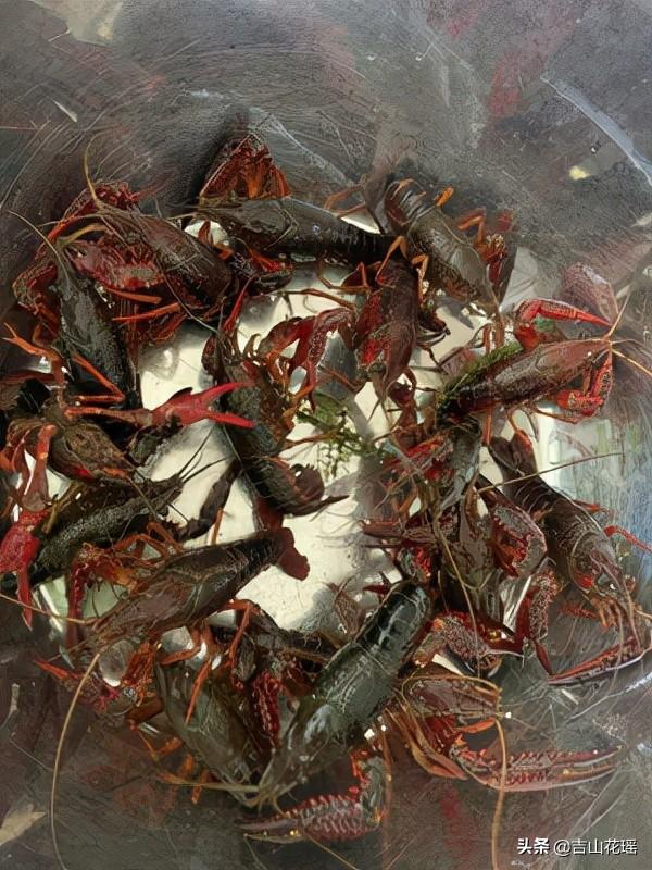 小龙虾种苗培育技术(小龙虾苗种选育存在的问题及解决建议)(2)