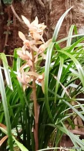 ​漫谈大别山之野生蕙兰