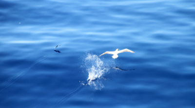 ​飞鸟与鱼的距离是什么