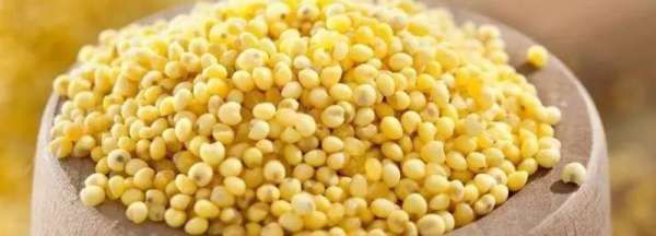 栗米和粟米有什么分别,中国的米有很多的品种吗图4