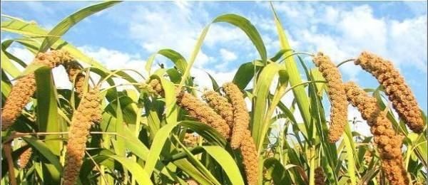 栗米和粟米有什么分别,中国的米有很多的品种吗图8