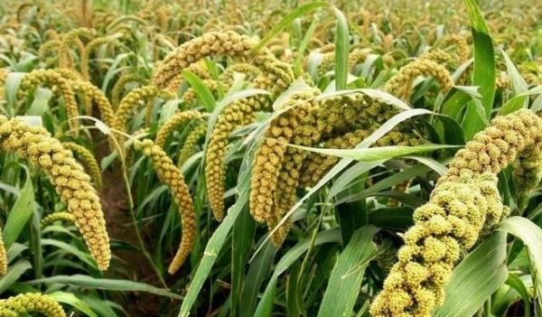 栗米和粟米有什么分别,中国的米有很多的品种吗图5