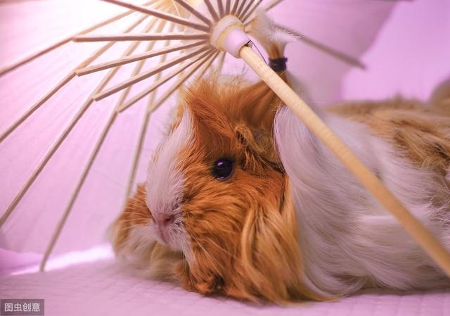 荷兰猪是怎么养的(这些知识你知道吗)(11)