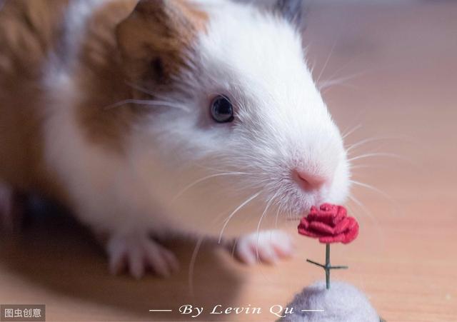 荷兰猪是怎么养的(这些知识你知道吗)(2)