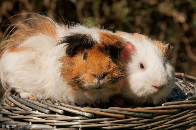 荷兰猪是怎么养的(这些知识你知道吗)(4)