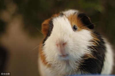 ​荷兰猪是怎么养的（这