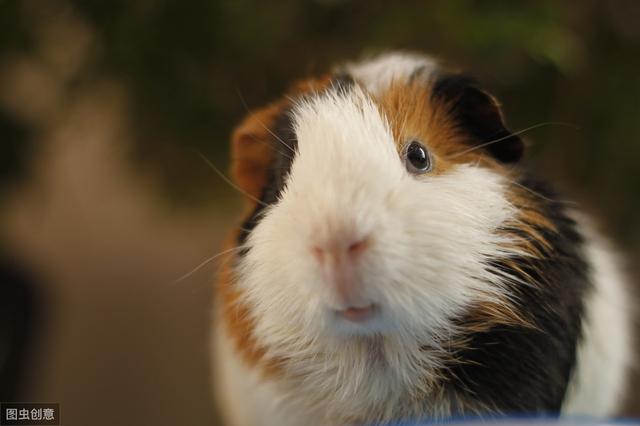 荷兰猪是怎么养的(这些知识你知道吗)(1)