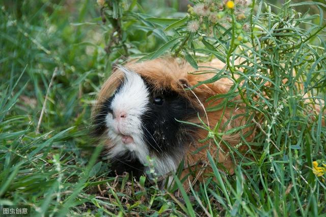 荷兰猪是怎么养的(这些知识你知道吗)(6)