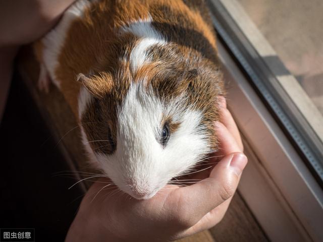 荷兰猪是怎么养的(这些知识你知道吗)(13)