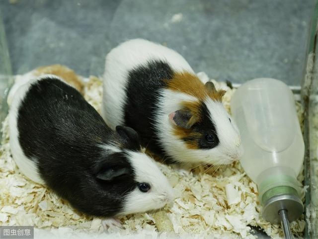 荷兰猪是怎么养的(这些知识你知道吗)(14)