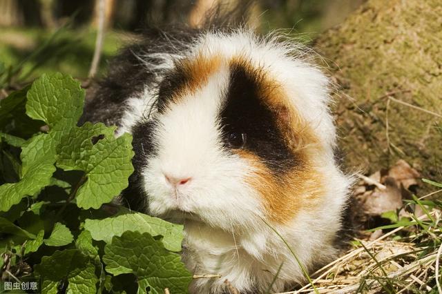 荷兰猪是怎么养的(这些知识你知道吗)(8)