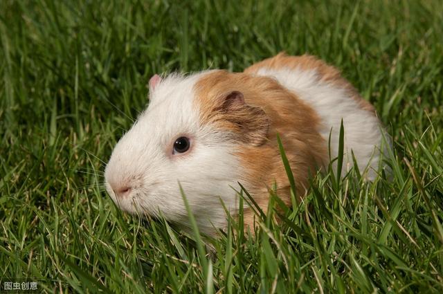 荷兰猪是怎么养的(这些知识你知道吗)(7)