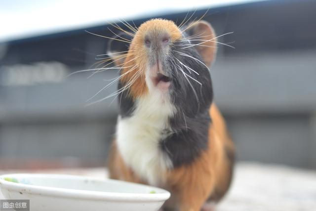 荷兰猪是怎么养的(这些知识你知道吗)(10)