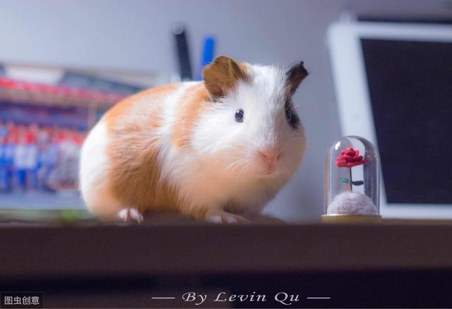 荷兰猪是怎么养的(这些知识你知道吗)(12)