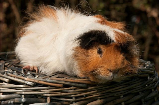 荷兰猪是怎么养的(这些知识你知道吗)(9)