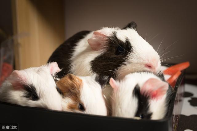 荷兰猪是怎么养的(这些知识你知道吗)(5)