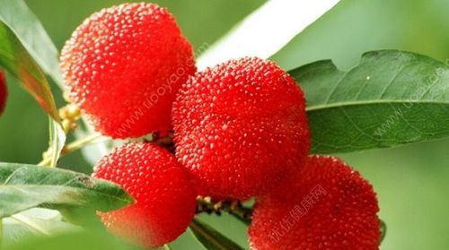 衣服沾了杨梅汁怎么洗掉