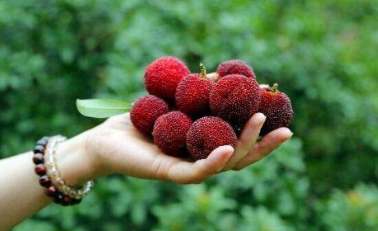 怎么洗杨梅汁染色的衣服,衣服弄到杨梅汁怎么洗图8