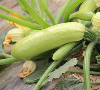 ​西葫芦是佛手瓜,佛手瓜