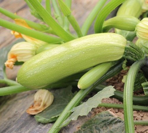 佛手瓜是什么瓜