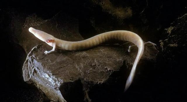 龙到底是存在还是传说(这些证据表明可能性很高)(7)