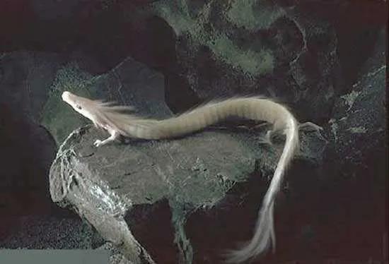 龙到底是存在还是传说(这些证据表明可能性很高)(6)