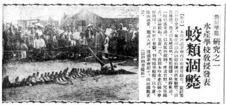 龙到底是存在还是传说(这些证据表明可能性很高)(4)