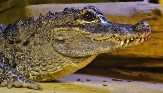 龙到底是存在还是传说(这些证据表明可能性很高)(9)