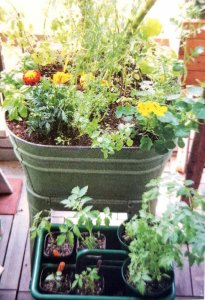 ​罗勒叶是薄荷吗(薄荷是