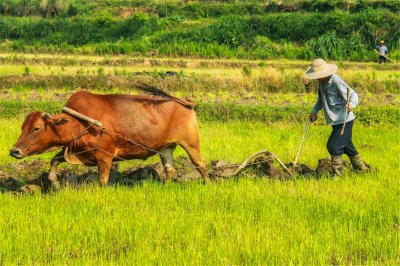​俗语：九九加一九，耕