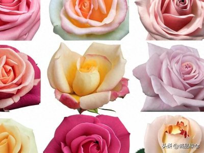 ​月季十大珍品，你养了