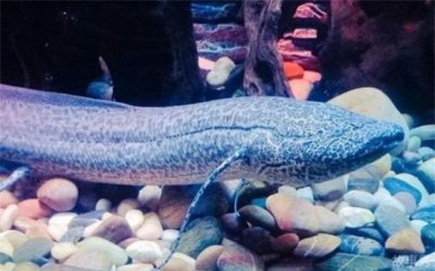 ​被人们称之为不死神鱼，非洲肺鱼(耐得住干旱)