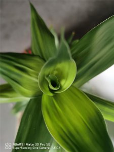 ​春天怎么养富贵竹