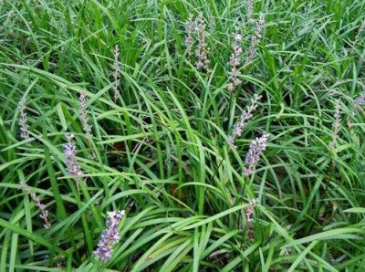 ​麦冬是什么植物类型（麦冬是一种怎样的植物）