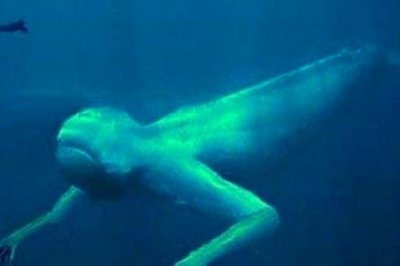 ​地球上最小的螃蟹 仅1厘米长的豆蟹只有黄豆大