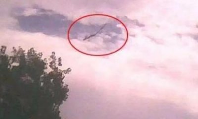 ​未解之谜：查科裸尾犰狳生态习性喜欢生活在在干燥的地区