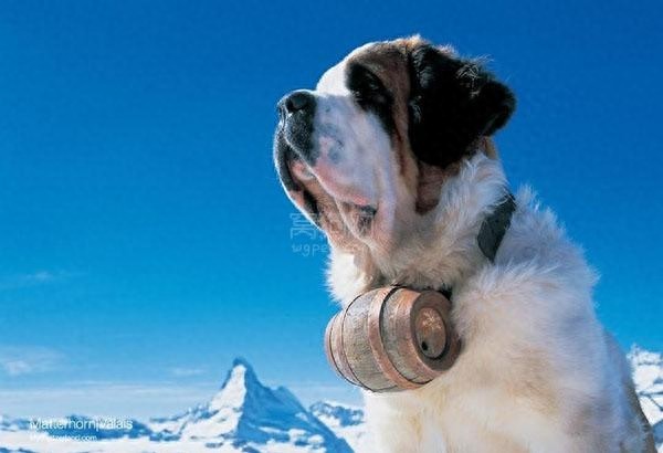 全世界最大的犬--圣伯纳犬，藏獒根本不是对手