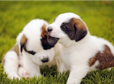 ​全世界最大的犬--圣伯纳犬，藏獒根本不是对手