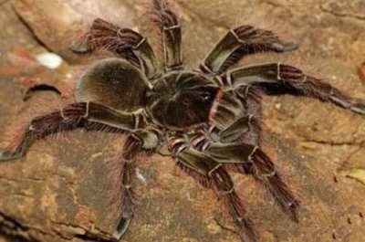 ​世界上最大的蜘蛛——巨型狼蛛，体型和人脸差不多