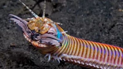 ​世界上最大的博比特虫——巨型博比特虫，体长近3米