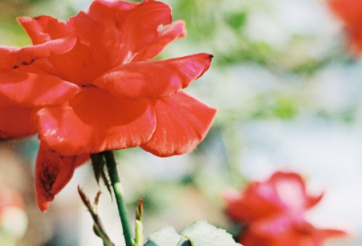 ​简单不俗气的女孩名字(共209个)