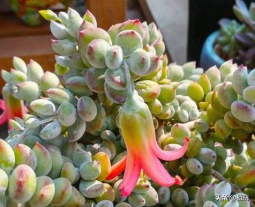 ​养了1年的达摩福娘，如今叶片粉红，通透，且开花了，7点不能忽略