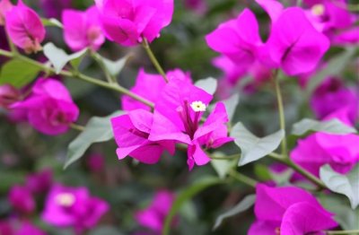 ​带有苹果的昵称可爱