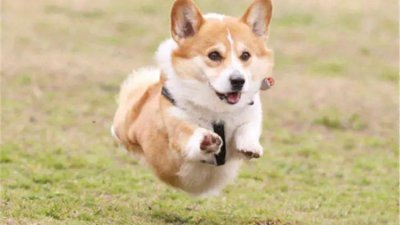 ​世界十大最听话的狗狗排名，中华田园犬排第四，榜首说不定你也有