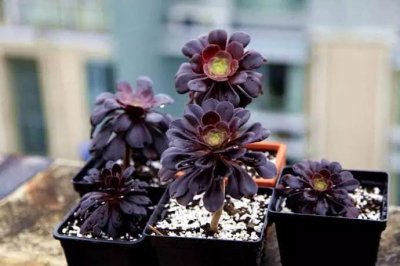 ​多肉黑法师冬天如何养？学会这4招，开春就疯长