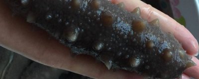 ​海参容易煮烂好还是不容易煮烂好 海参煮完为什么发不大