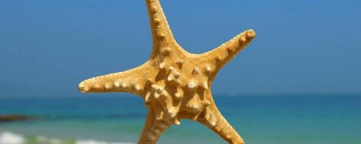 ​海星的禁忌有哪些海星什么人不能吃 可以吃海星吗