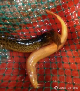 ​浙江台州现罕见金黄色泥鳅 专家称是一种意外
