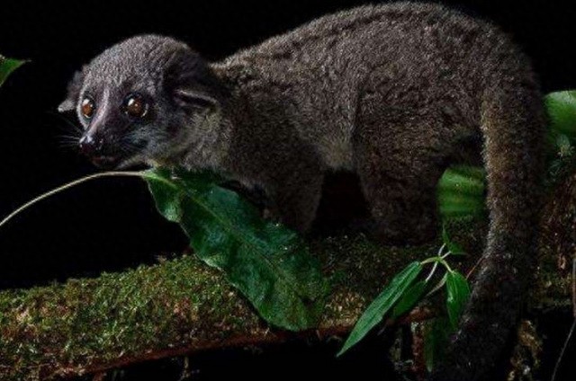 地球上这10个可爱的动物,如今已经全部灭绝,你知道几个?