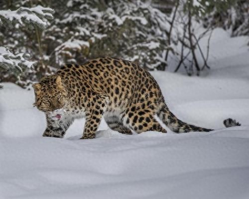 地球上这10个可爱的动物,如今已经全部灭绝,你知道几个?